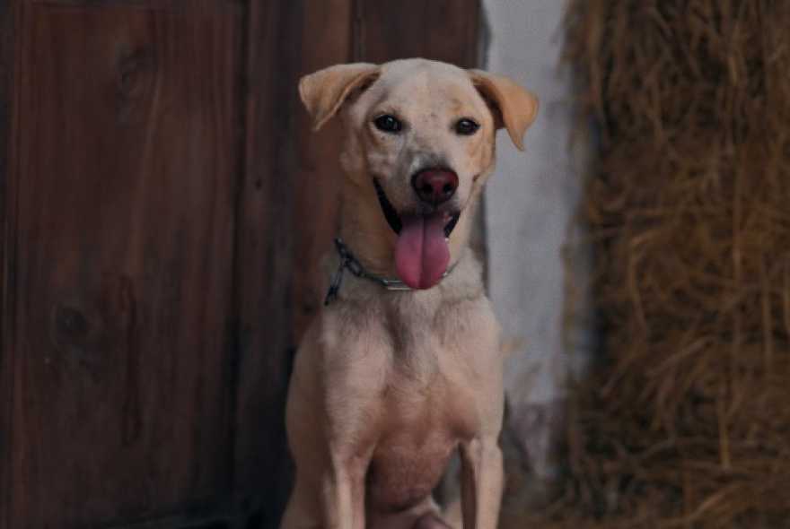 越南影史最賣座恐怖片!啟發自恐怖傳說戴帽子的鬼狗【鬼厄犬】電影預告 禁忌上線 - GaragePlay 車庫娛樂